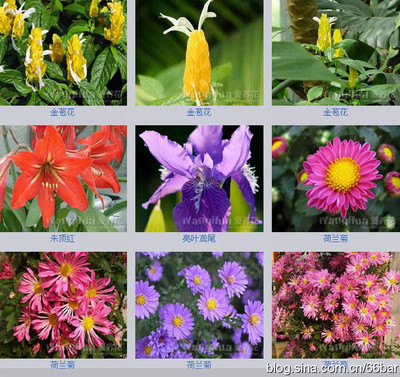 花卉名称大全-313种草本木本花卉图片