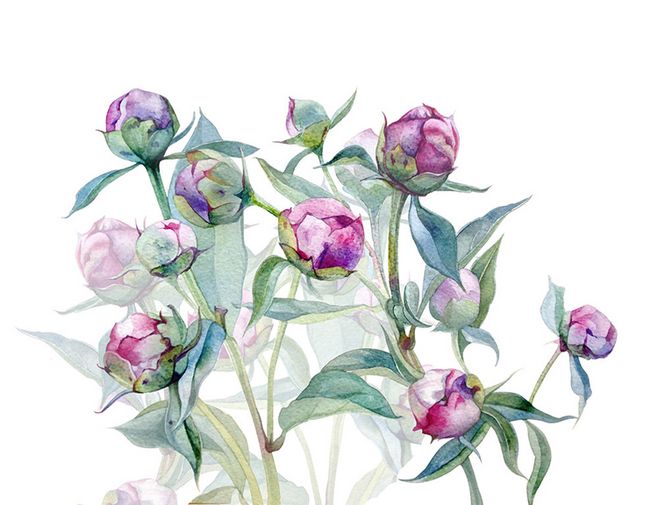唯美花卉植物插画图片 彩铅水彩手绘作品 绘画临摹参考素材276张