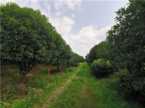 河北香樟树 豪克苗木 香樟树的特点