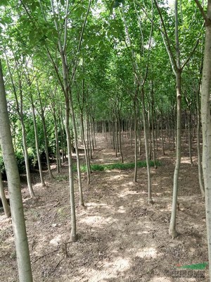 沭阳县完美园林绿化苗木场