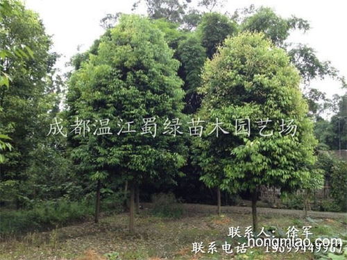 成都绿化苗木,温江花木,温江苗木基地,成都花木批发